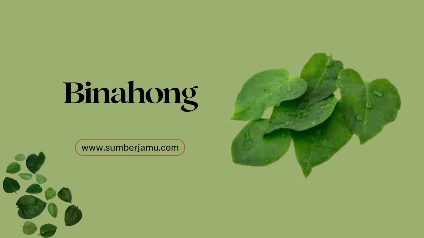 agen binahong jogja