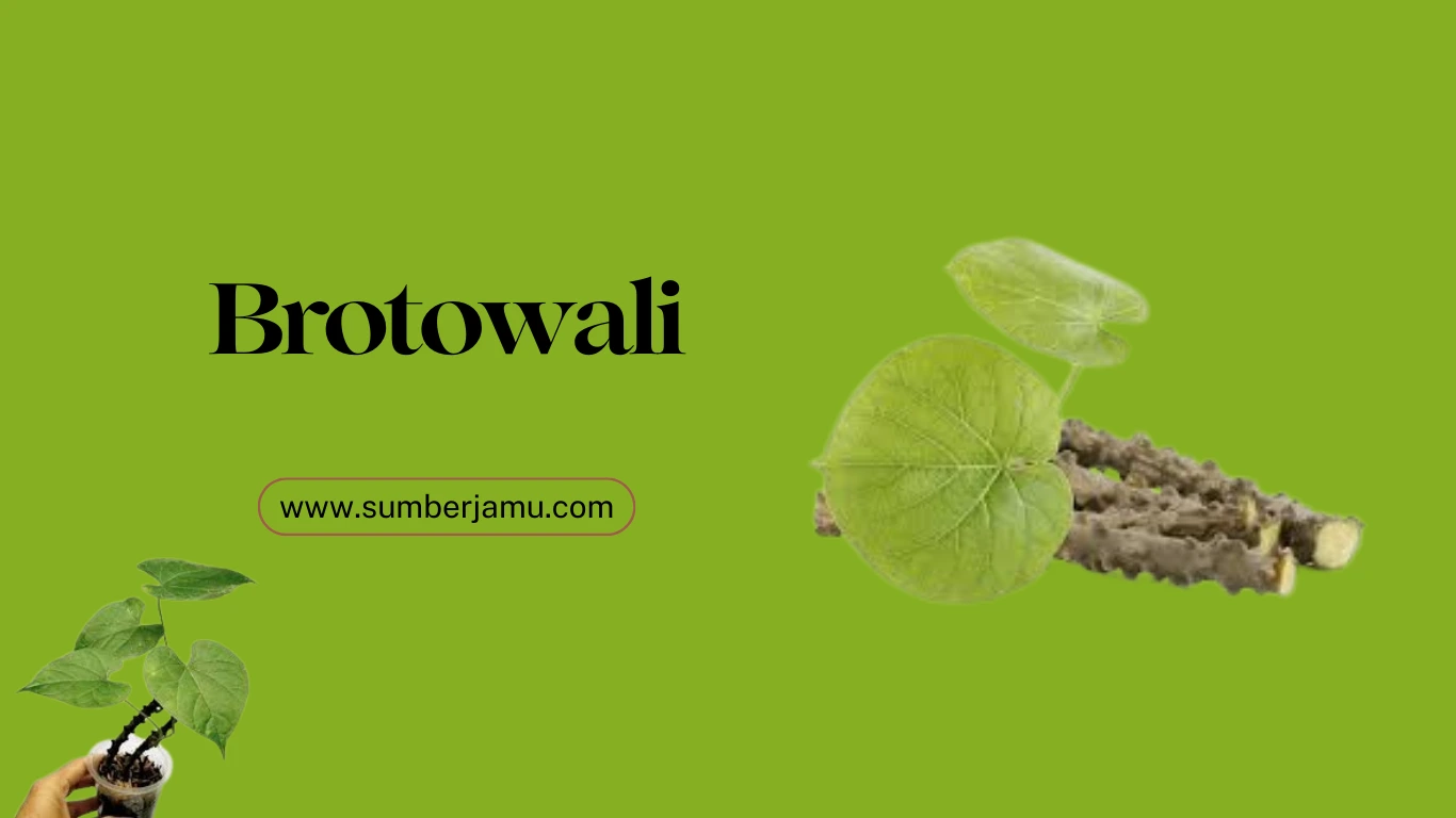 agen brotowali termurah