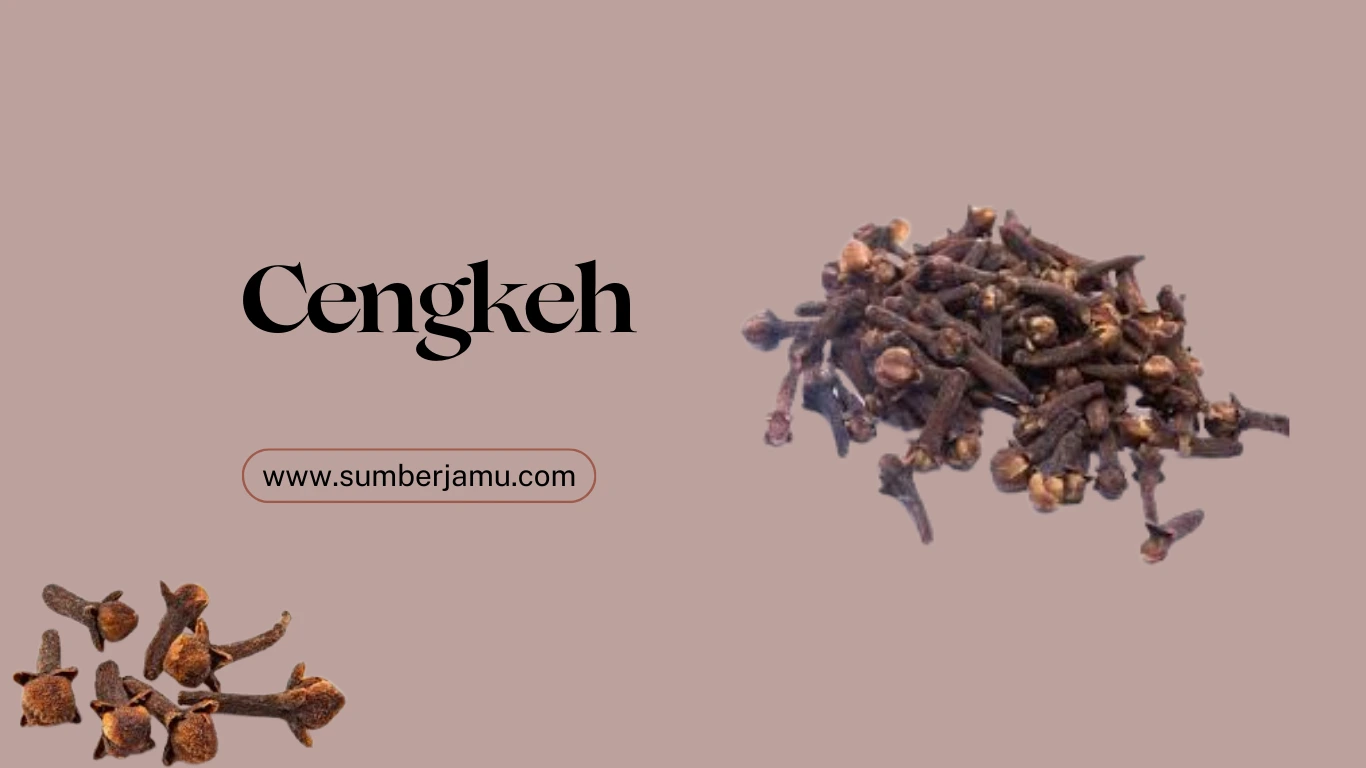 agen cengkeh