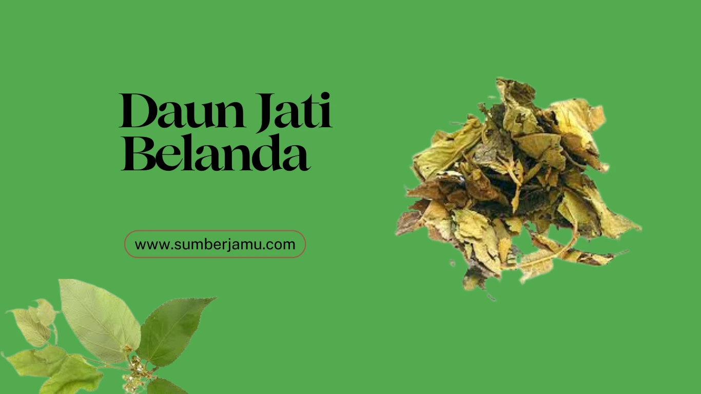 agen daun jati belanda kering