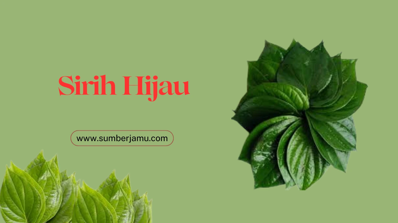 agen daun sirih hijau
