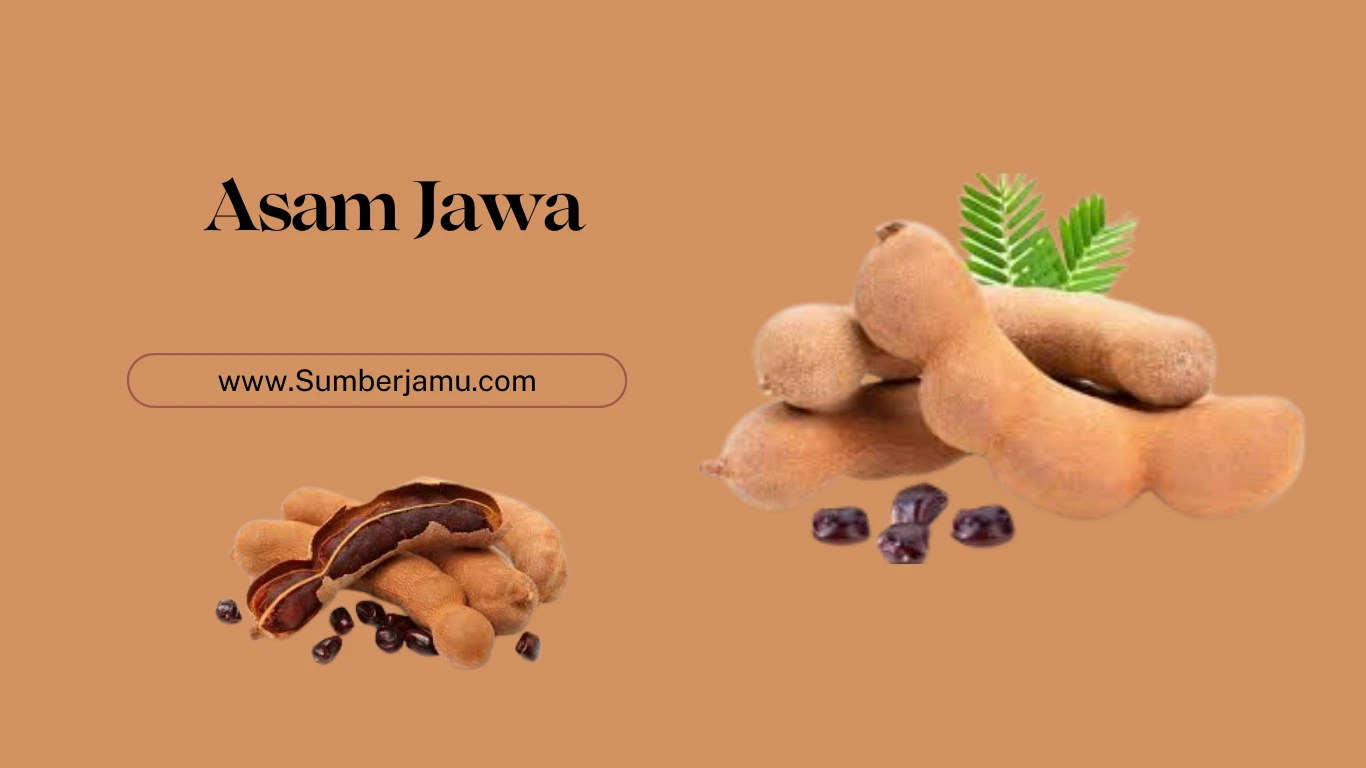 agen grosir asam jawa