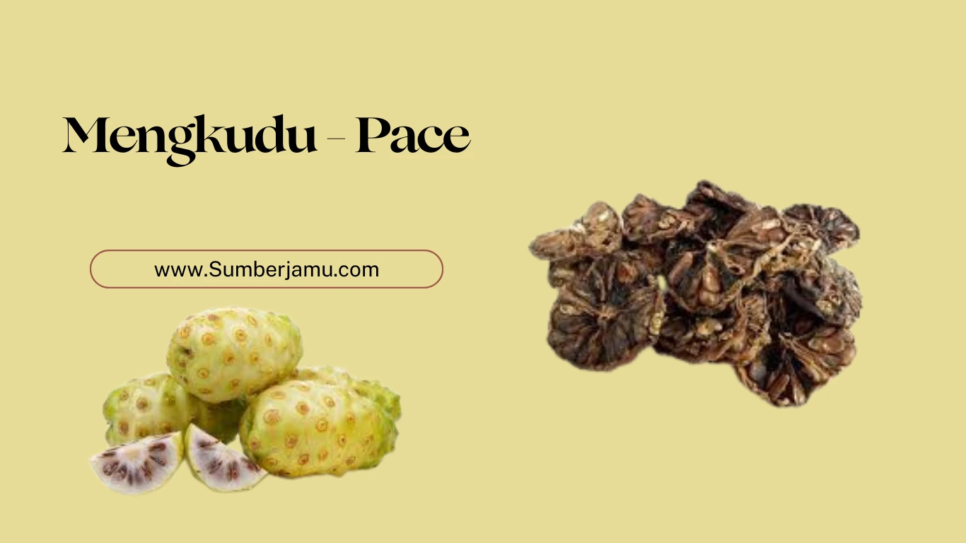 agen grosir buah mengkudu