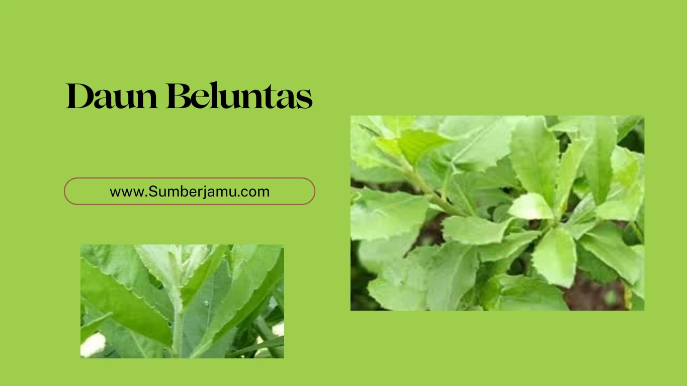 agen grosir daun beluntas