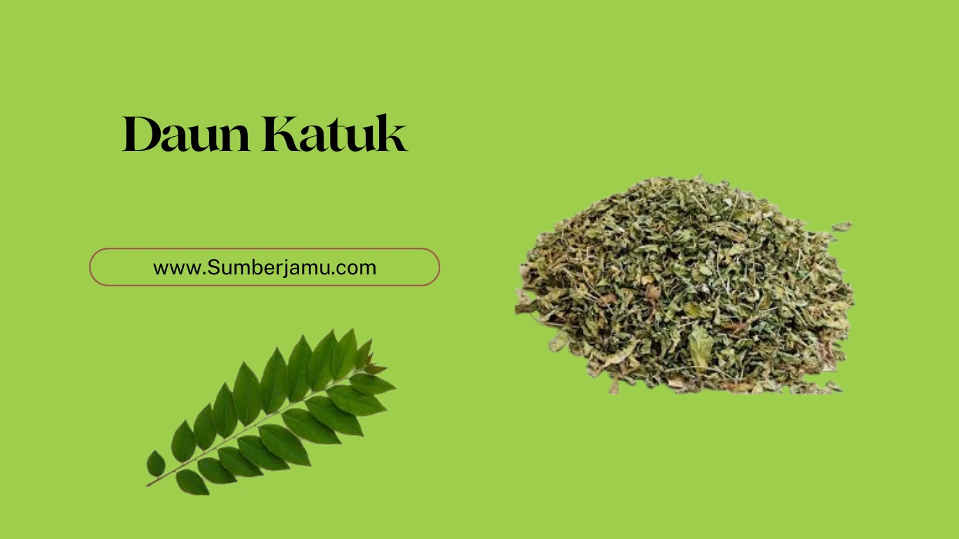 agen grosir daun katuk