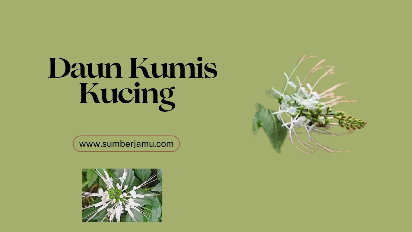 agen grosir daun kumis kucing
