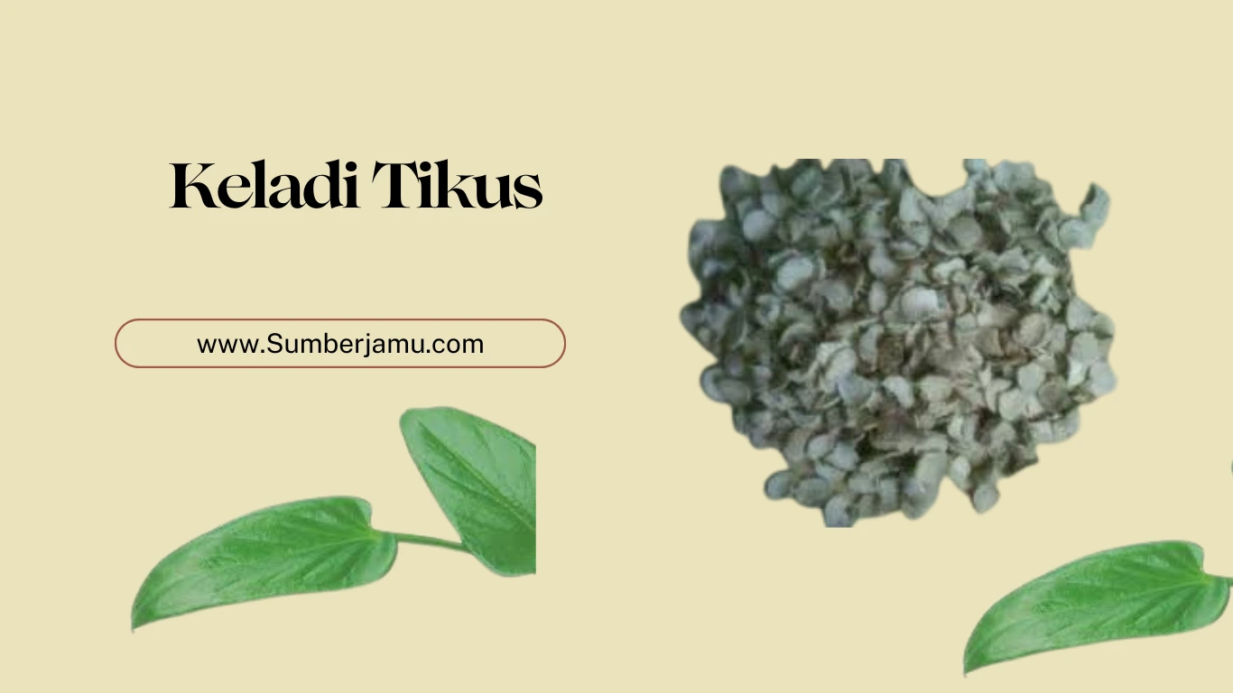 agen grosir keladi tikus