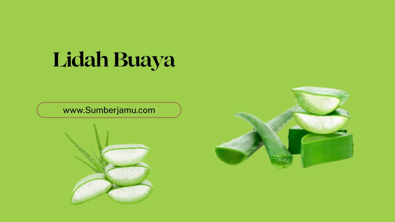 agen grosir lidah buaya