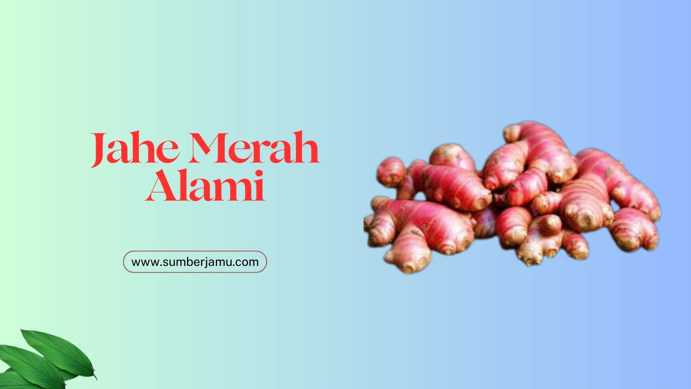 agen jahe merah