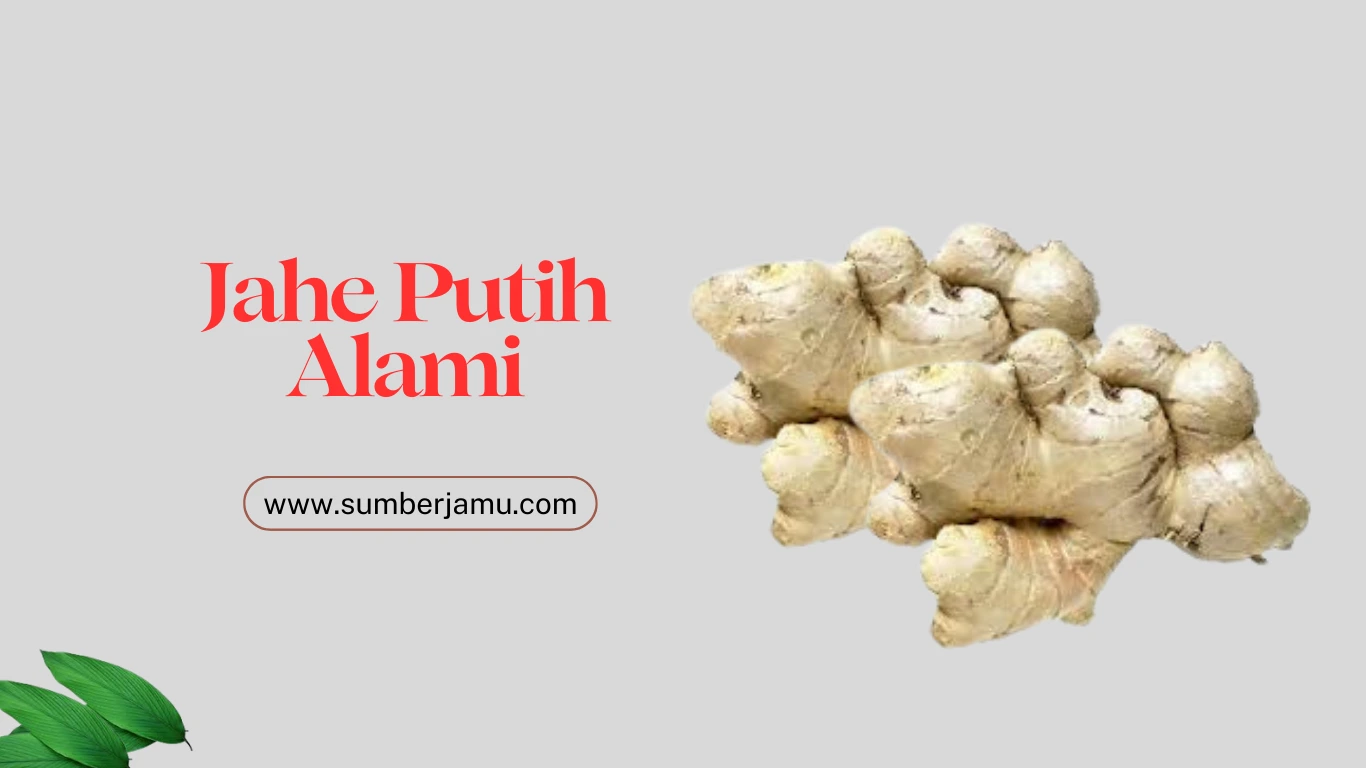 agen jahe putih