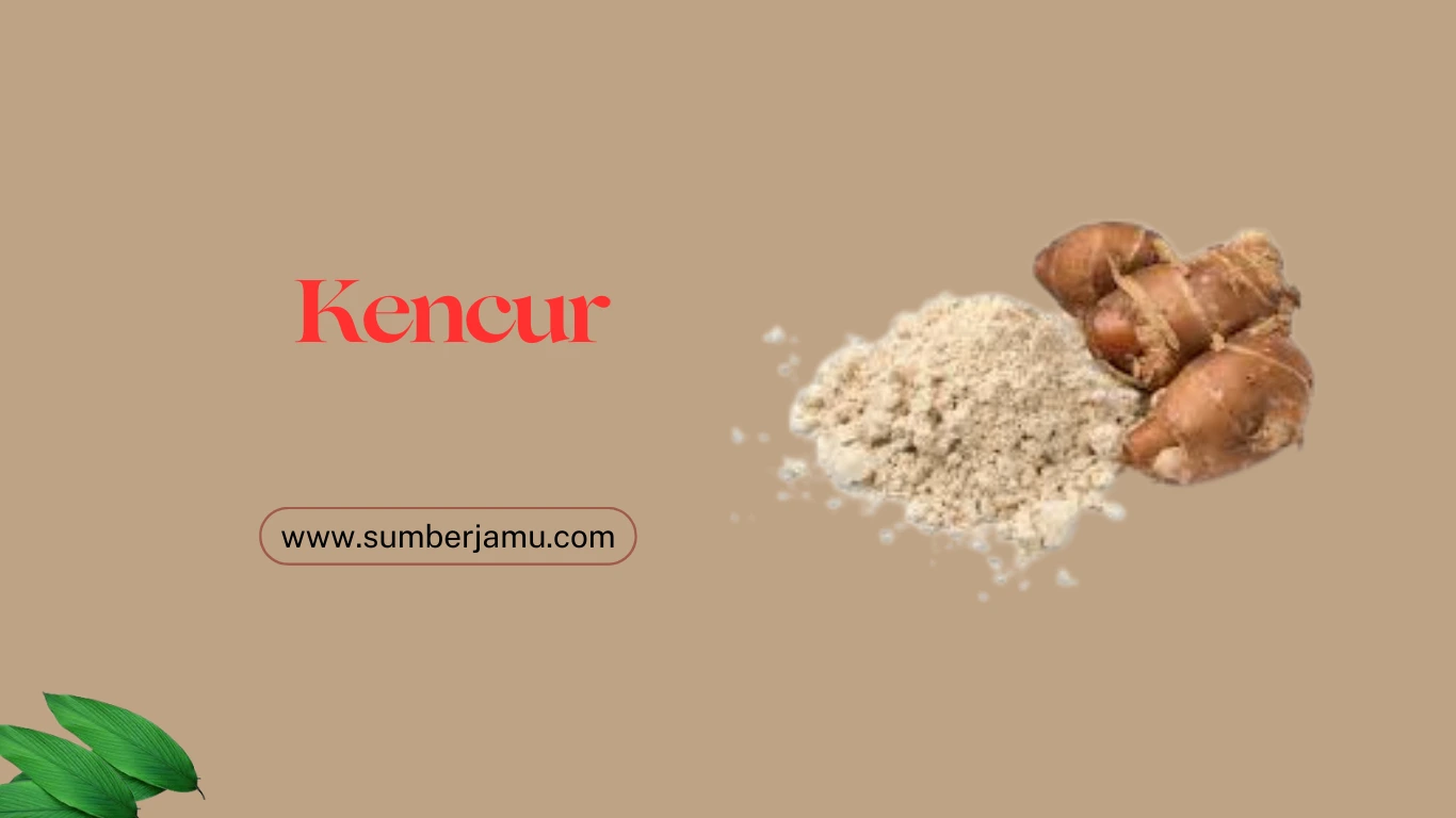 agen kencur