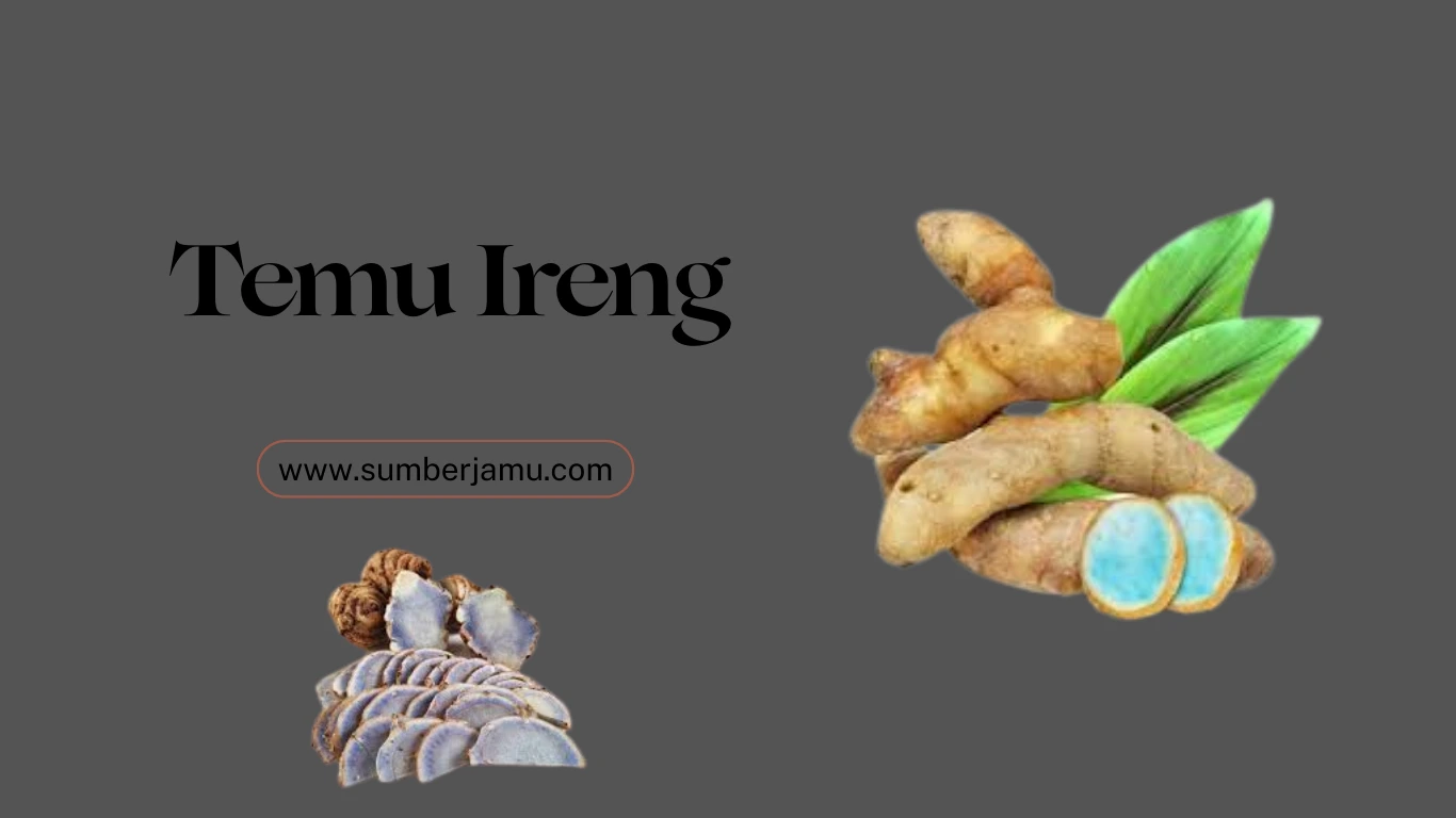 agen penjualan temu ireng berkualitas