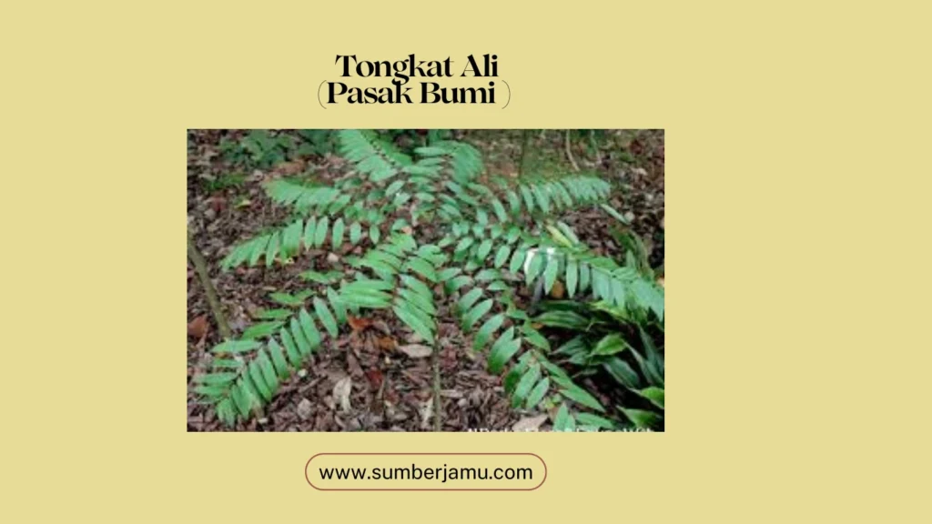 agen penjualan tongkat ali berkualitas