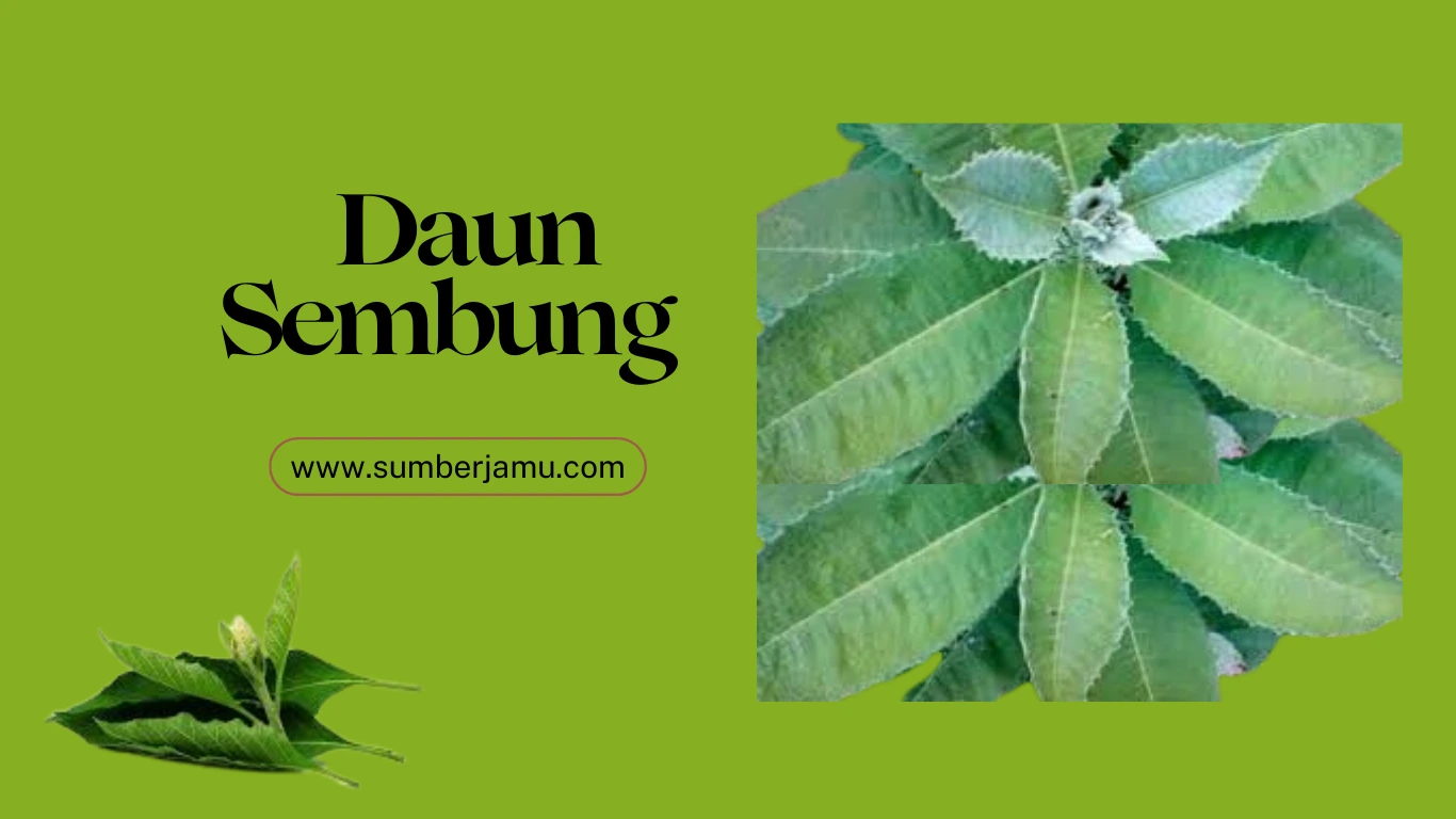 butuh pasokan daun sembung