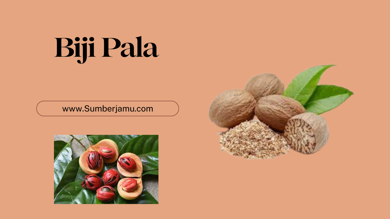 cari agen biji pala berkualitas ininrekomendasi terbaik 2025