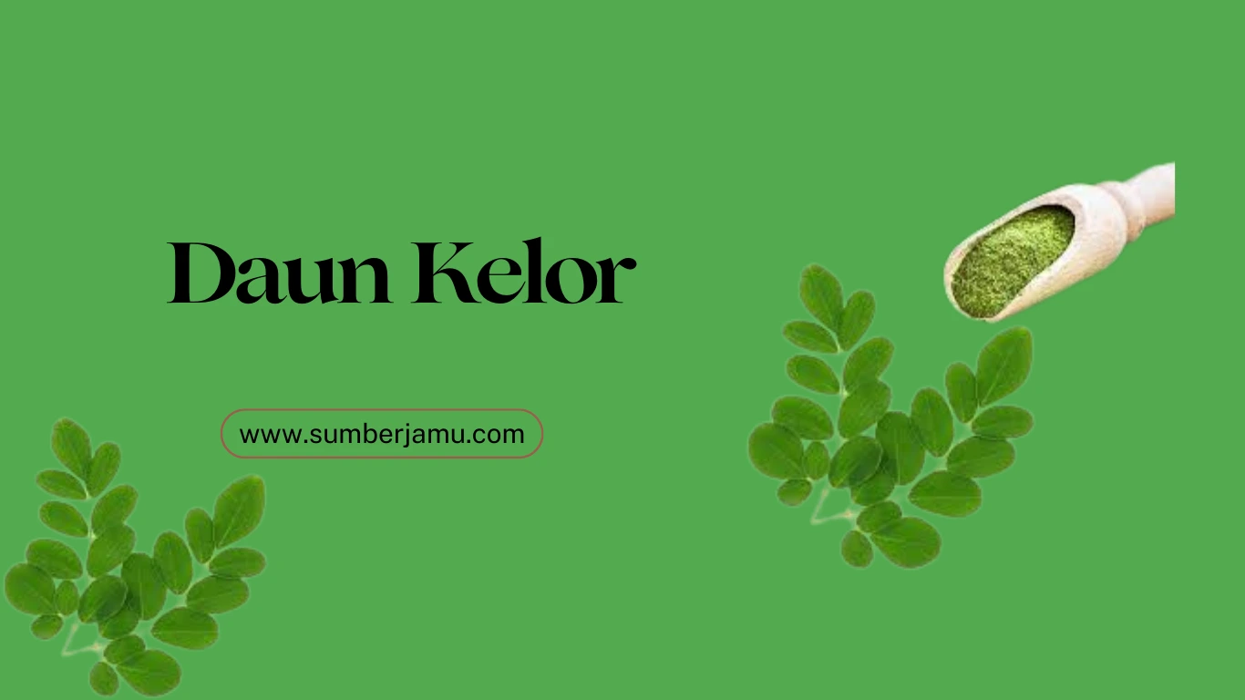 cari agen daun kelor berkualitas