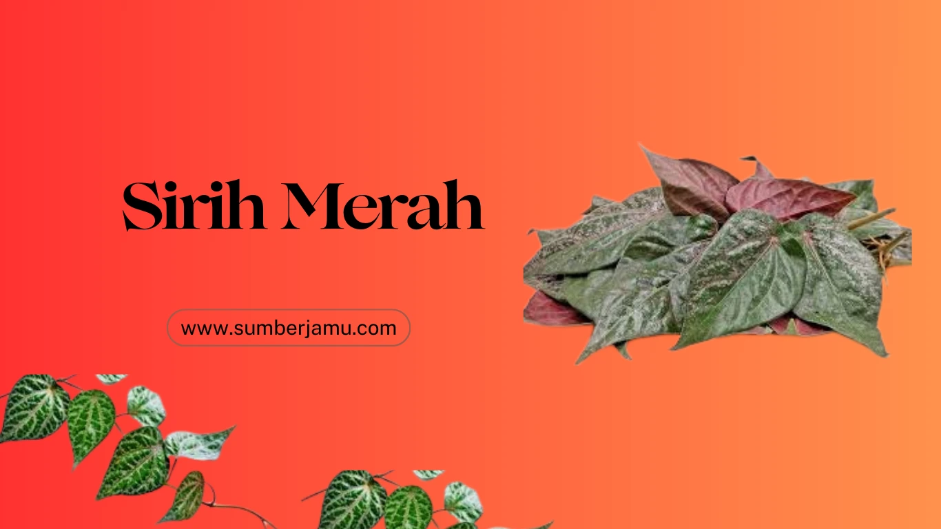 cari sirih merah kering