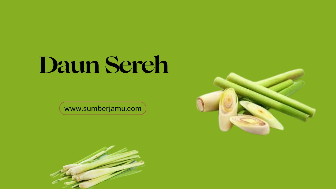 cari supplier daun sereh