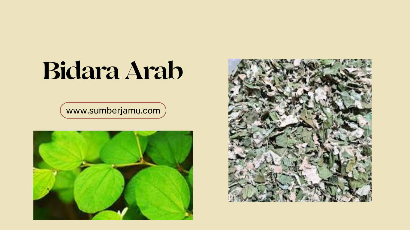 rahasia mendapatkan daun bidara arab murah