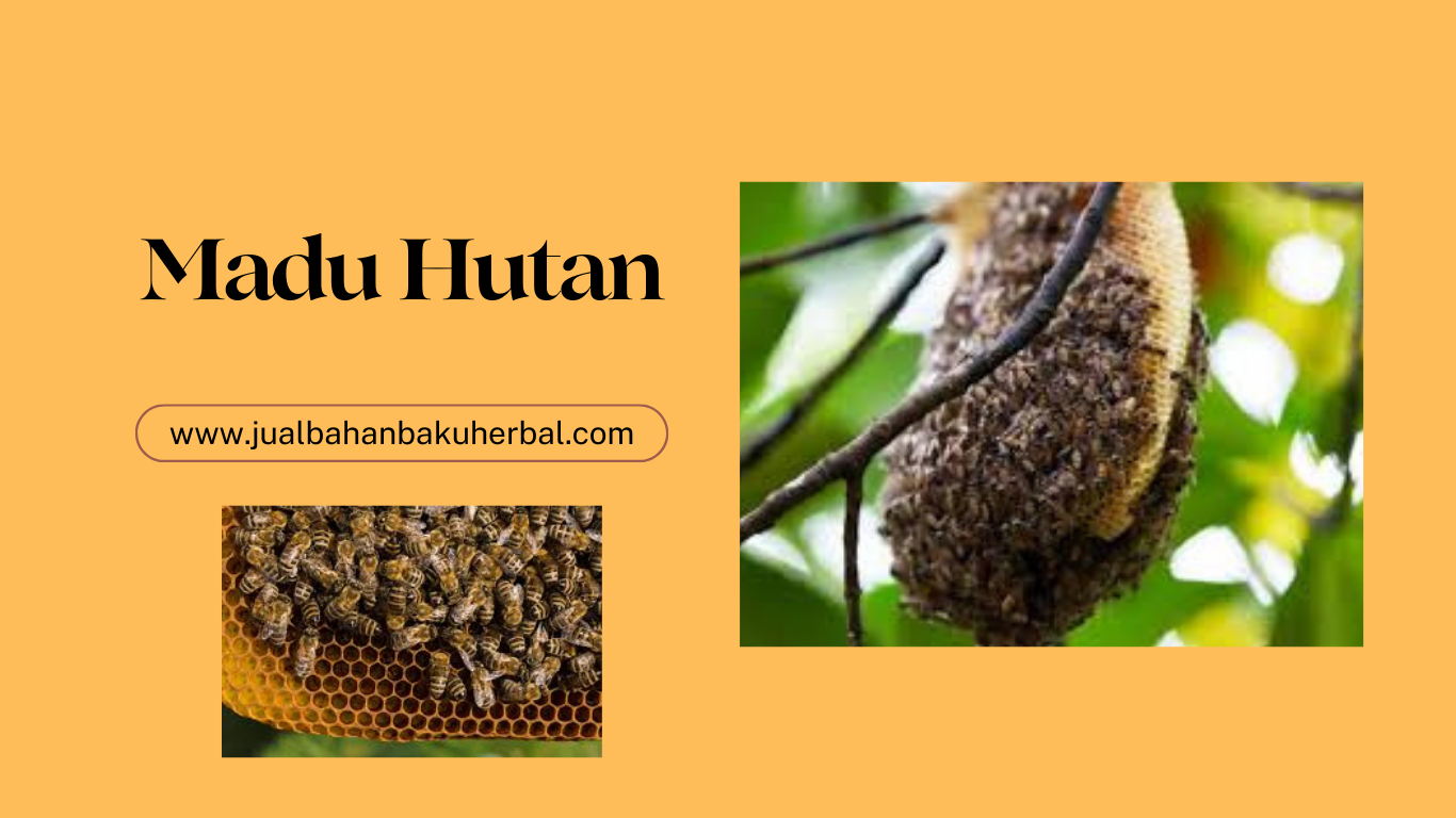 solusi belanja madu hutan murni