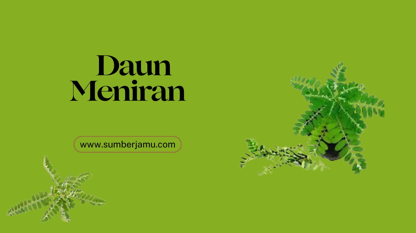 supplier & agen daun meniran