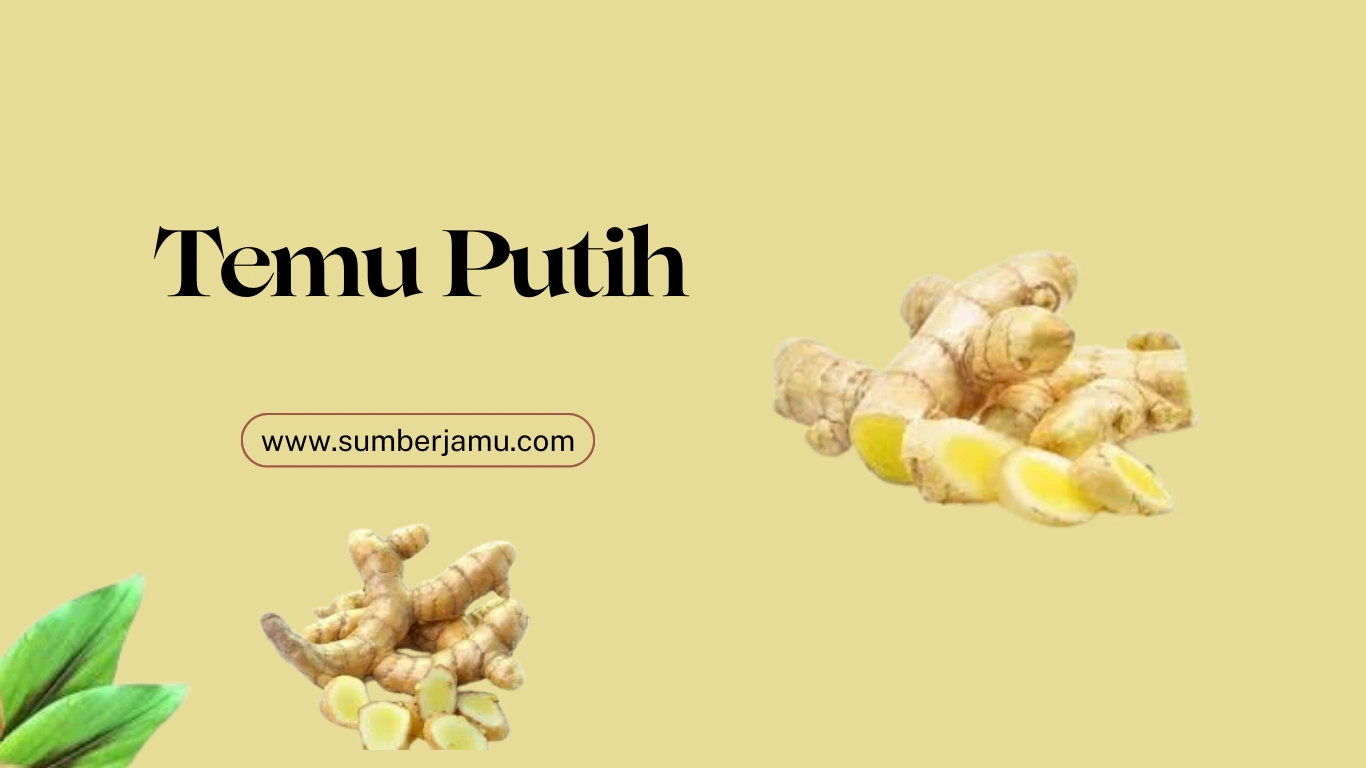 Temu putih kering berkualitas