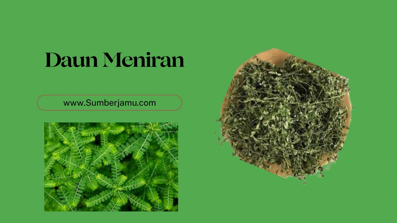 agen daun meniran asli