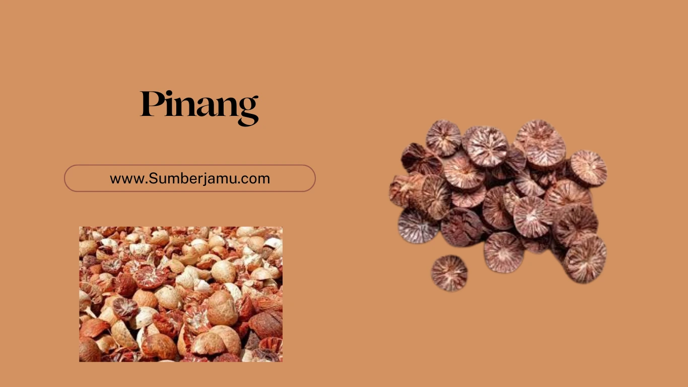 agen grpsir buah pinang muda