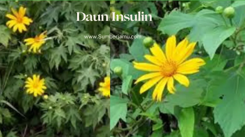 agen grosir daun insulin