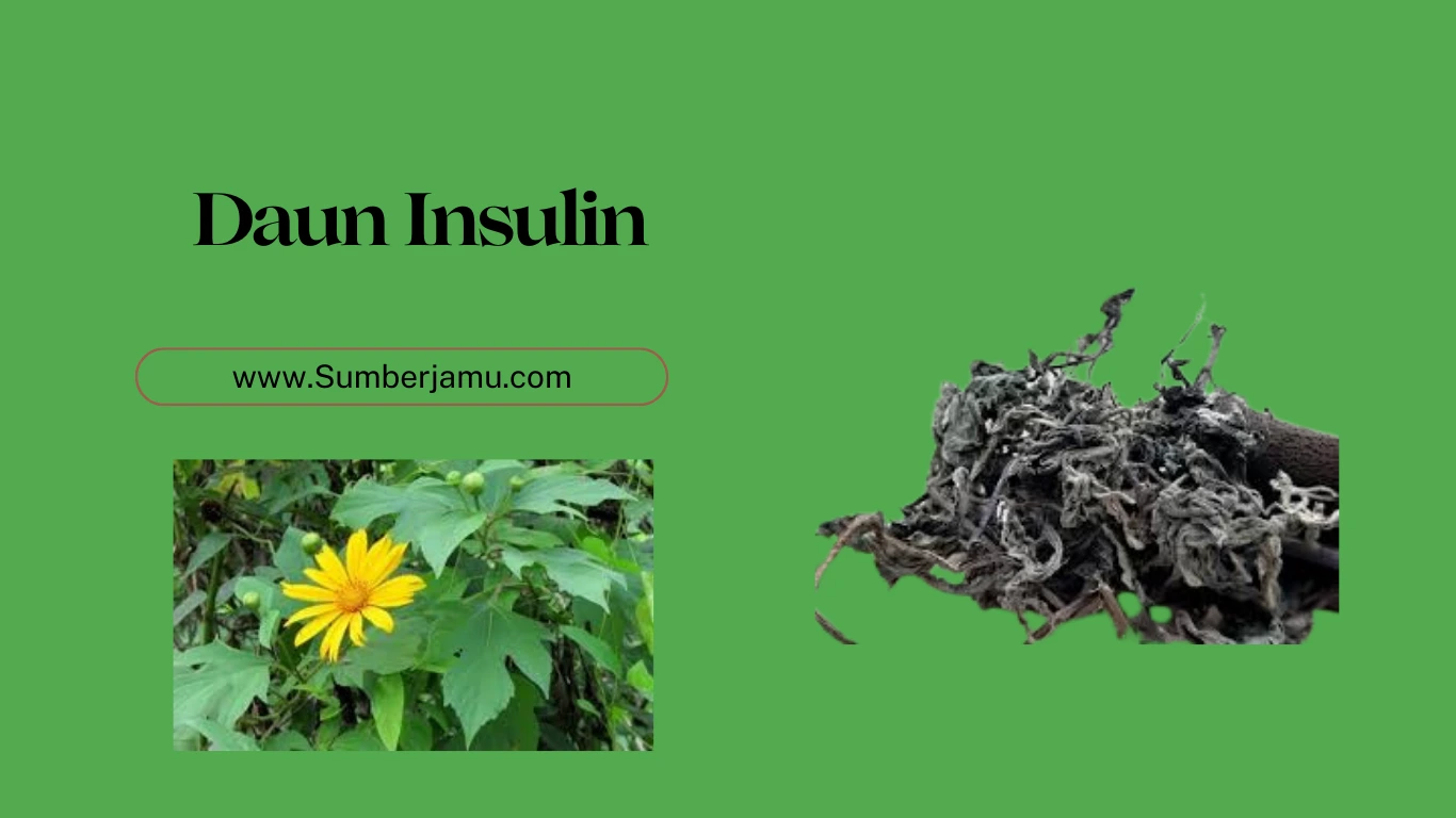 agen grosir daun oinsulin organik