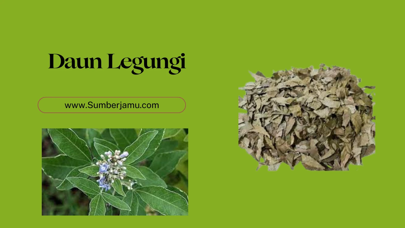 agen grosir daun legundi asli
