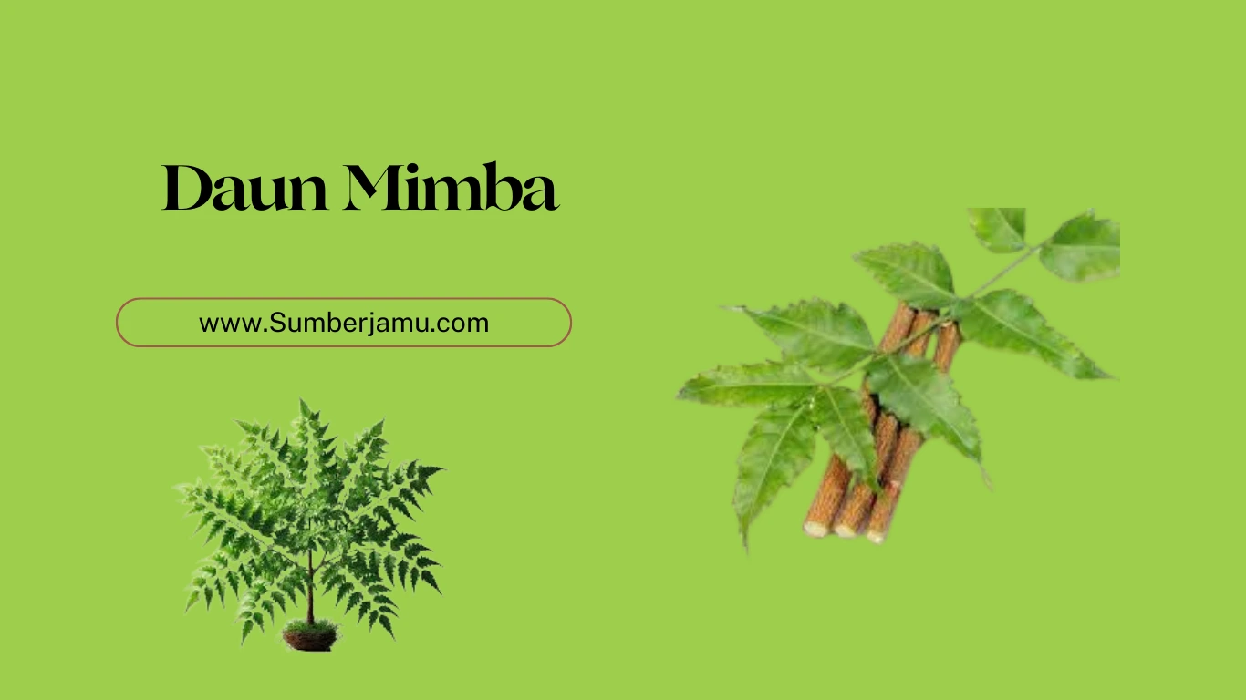 agen grosir daun mimba termurah