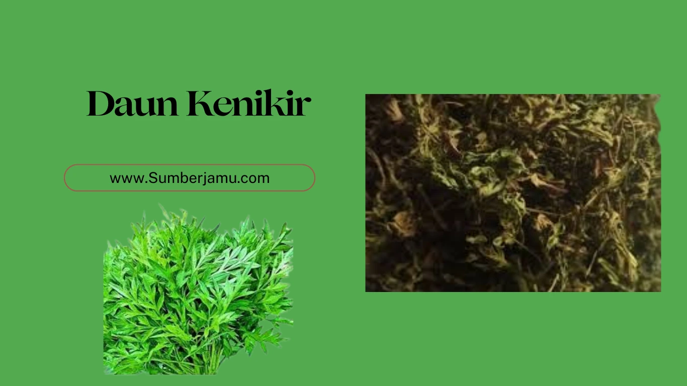 grosir daun kenikir kering