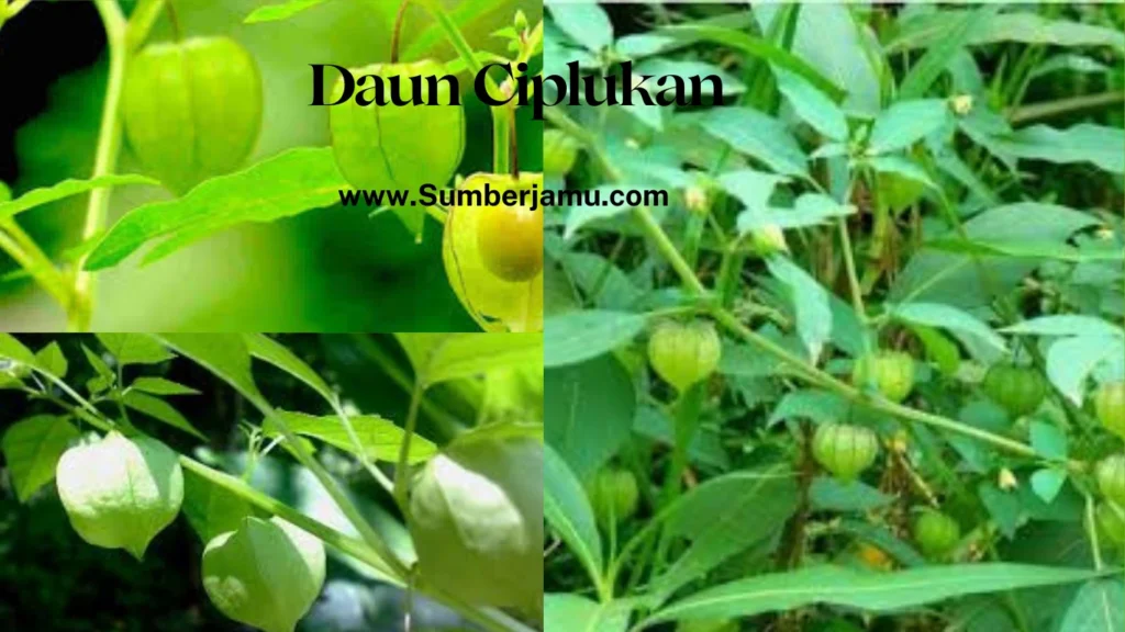 manfaat daun ciplukan untuk pengobatan