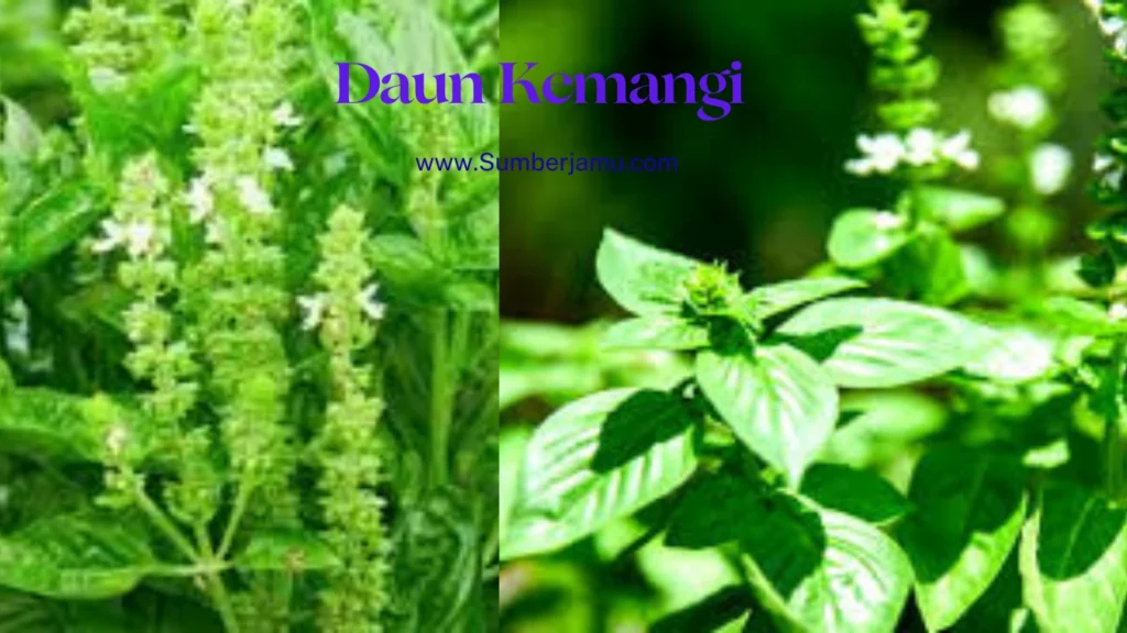 manfaat daun kemangi untuk tubuh
