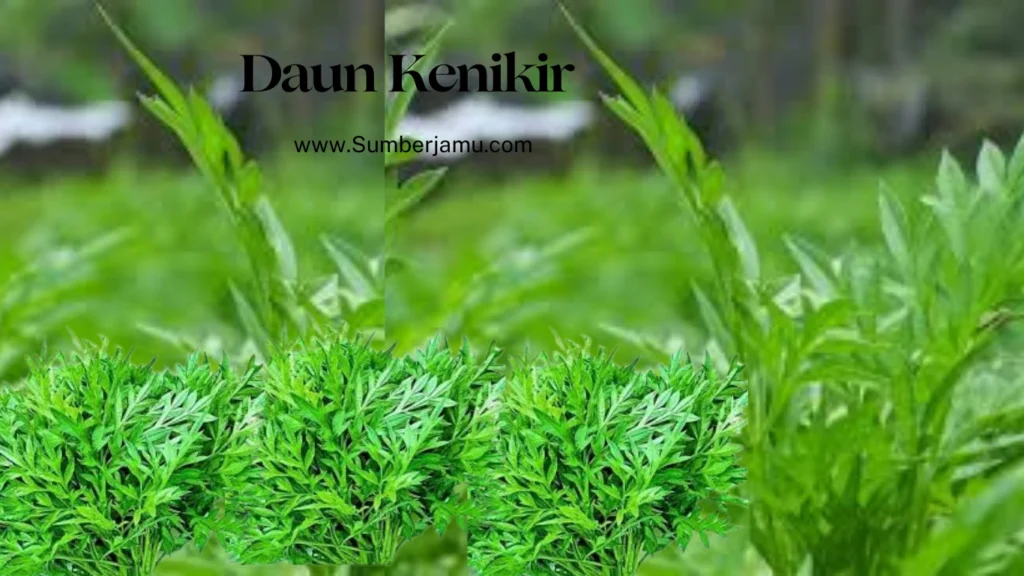 manfaat daun kenikir 