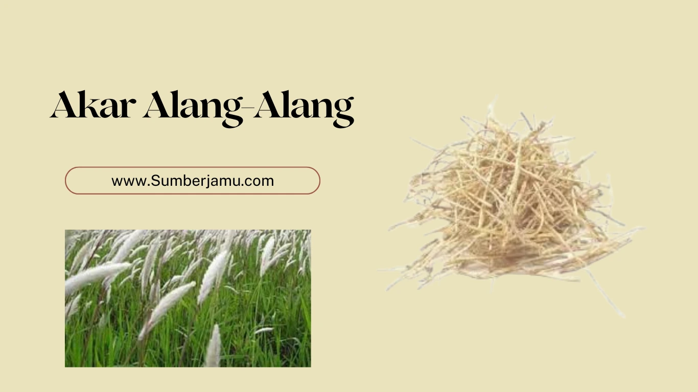 supplier agen grosir akar alang-alang