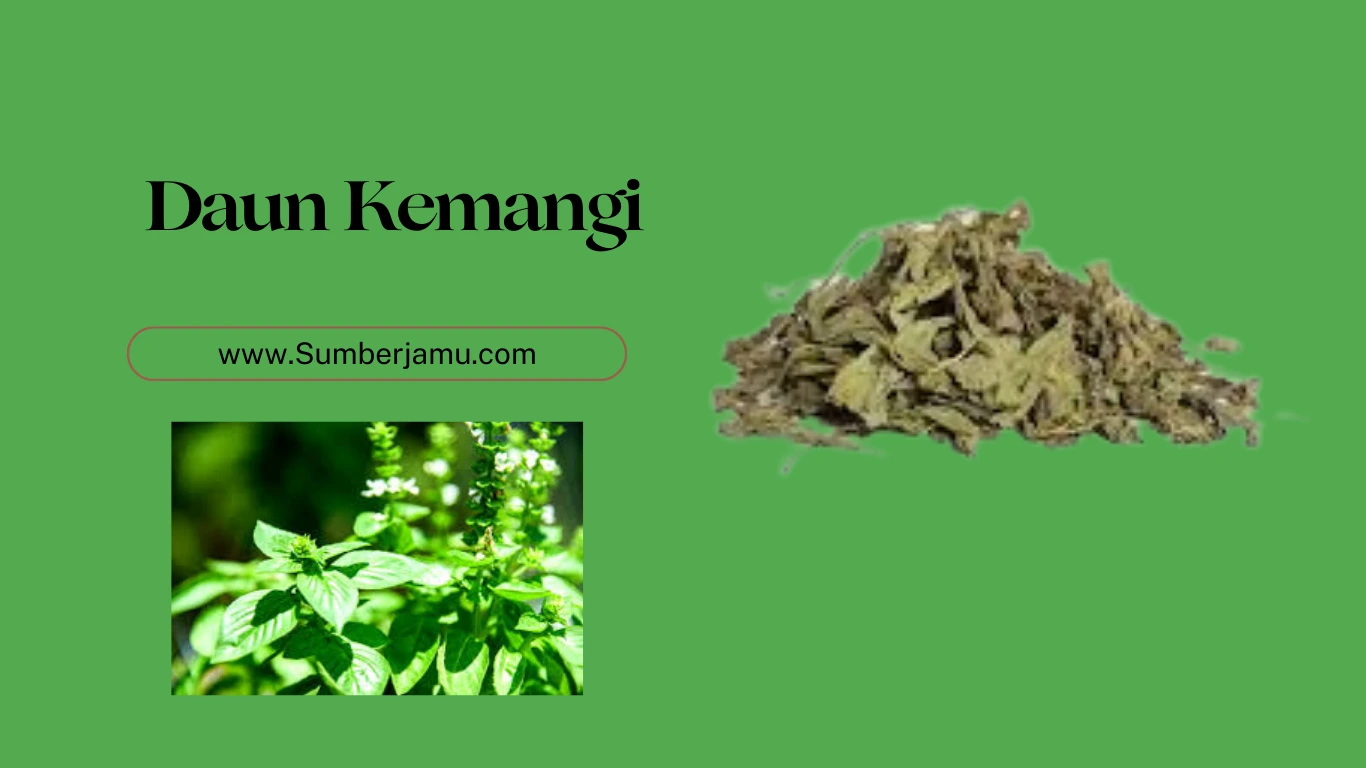 supplier daun kemangi kering
