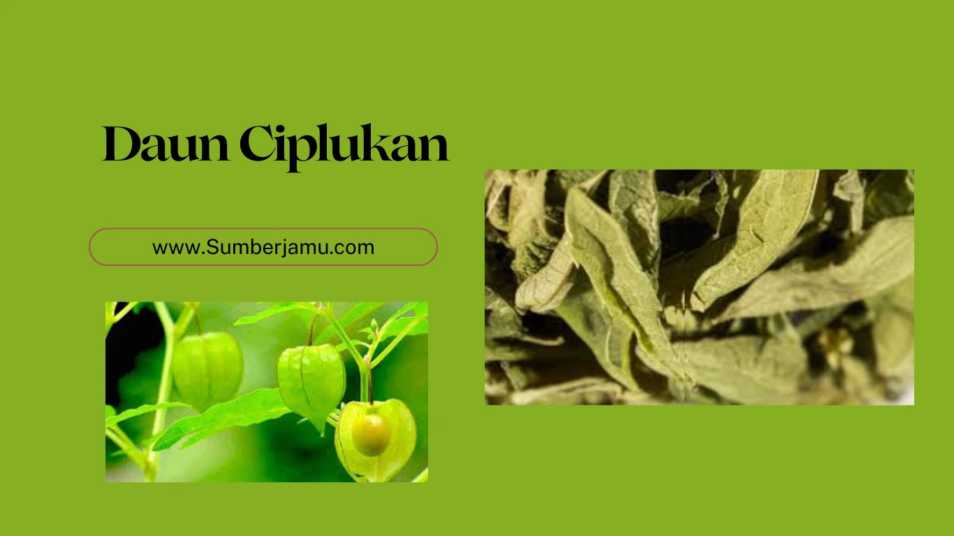 supplier grosir daun ciplukan